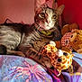 Milo participe au concours pour gagner de l'argent avec cette photo : cat, tabby, amber_eyes, stuffed_giraffe, toy, blanket, teddy_bear, indoor, cozy, relaxed, fur, pet, animal, closeup, face, whiskers, paws, sitting, shelf, books