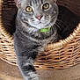 Milo participe au concours pour gagner de l'argent avec cette photo : cat, gray_tabby, wicker_basket, paw, yellow_eyes, green_collar, pet, indoor, relaxed, curious, feline, animal, cute, cozy, resting, whiskers, fur, close_up, floor, home