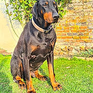 Darko a rejoint le concours — aidez-le/la à gagner de superbes lots ! animal, attentive, backyard, black_and_tan, brick_wall, collar, doberman, dog, ears, garden, grass, large_dog, mammal, outdoor, paws, pet, portrait, sitting, snout, sunlight