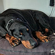 Darko participe au concours pour gagner de l'argent avec cette photo : black_coat, calm, charging_cable, close_up, collar, dog, floor, hardwood_floor, head, indoor, nose, paws, pet_bed, power_outlet, resting, rottweiler, sleeping_dog, snout, tan_markings, wall