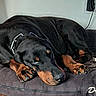 black_coat, calm, charging_cable, close_up, collar, dog, floor, hardwood_floor, head, indoor, nose, paws, pet_bed, power_outlet, resting, rottweiler, sleeping_dog, snout, tan_markings, wall