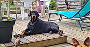 Darko participe au concours pour gagner de l'argent avec cette photo : backyard, brown_dog, chain_collar, deck_table, doberman, dog, ears, fence, garden, lounge_chair, outdoor, patio, paw, pet, planter, plastic_chair, potted_plant, relaxing, succulent, wooden_deck