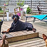 backyard, brown_dog, chain_collar, deck_table, doberman, dog, ears, fence, garden, lounge_chair, outdoor, patio, paw, pet, planter, plastic_chair, potted_plant, relaxing, succulent, wooden_deck