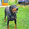 Darko a rejoint le concours — aidez-le/la à gagner de superbes lots ! chain_collar, collar, doberman, dog, door, fur, garden, grass, happy, outdoor, paws, pet, plants, smile, standing, stone_wall, tongue, trampoline, window, yard
