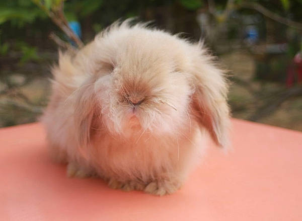 Pacha participe au concours pour gagner de l'argent avec cette photo : angora_rabbit, domestic_rabbit, ear, fawn, fur, guinea_pig, rabbit, rabbits_and_hares, skin, whiskers