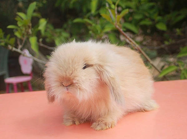 Pacha participe au concours pour gagner de l'argent avec cette photo : angora_rabbit, domestic_rabbit, ear, fawn, fur, hare, mammal, rabbit, rabbits_and_hares, skin, whiskers