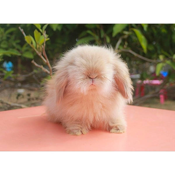 Pacha a rejoint le concours — aidez-le/la à gagner de superbes lots ! angora_rabbit, canidae, cat, domestic_rabbit, ear, fawn, felidae, fur, pomeranian, rabbit, rabbits_and_hares