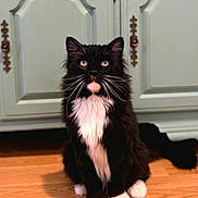 Ketzel joined the competition — help win amazing prizes! cat, tuxedo_cat, black_and_white, kitten, fluffy, whiskers, green_eyes, sitting, indoors, hardwood_floor, cabinet, furniture, portrait, pet, animal, front_view, white_paws, white_chest, long_hair, cute