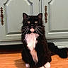 cat, tuxedo_cat, black_and_white, kitten, fluffy, whiskers, green_eyes, sitting, indoors, hardwood_floor, cabinet, furniture, portrait, pet, animal, front_view, white_paws, white_chest, long_hair, cute