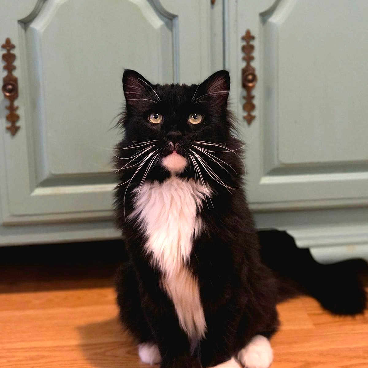 Ketzel joined the competition — help win amazing prizes! cat, tuxedo_cat, black_and_white, kitten, fluffy, whiskers, green_eyes, sitting, indoors, hardwood_floor, cabinet, furniture, portrait, pet, animal, front_view, white_paws, white_chest, long_hair, cute