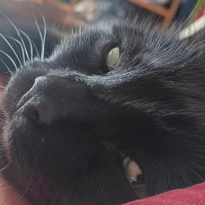 Moireau a rejoint le concours — aidez-le/la à gagner de superbes lots ! animal, black_cat, cat, close_up, closeup, cozy, cute, domestic_cat, eye, face, fur, indoor, lying_down, pet, portrait, relaxed, resting, sleepy, soft_light, whiskers