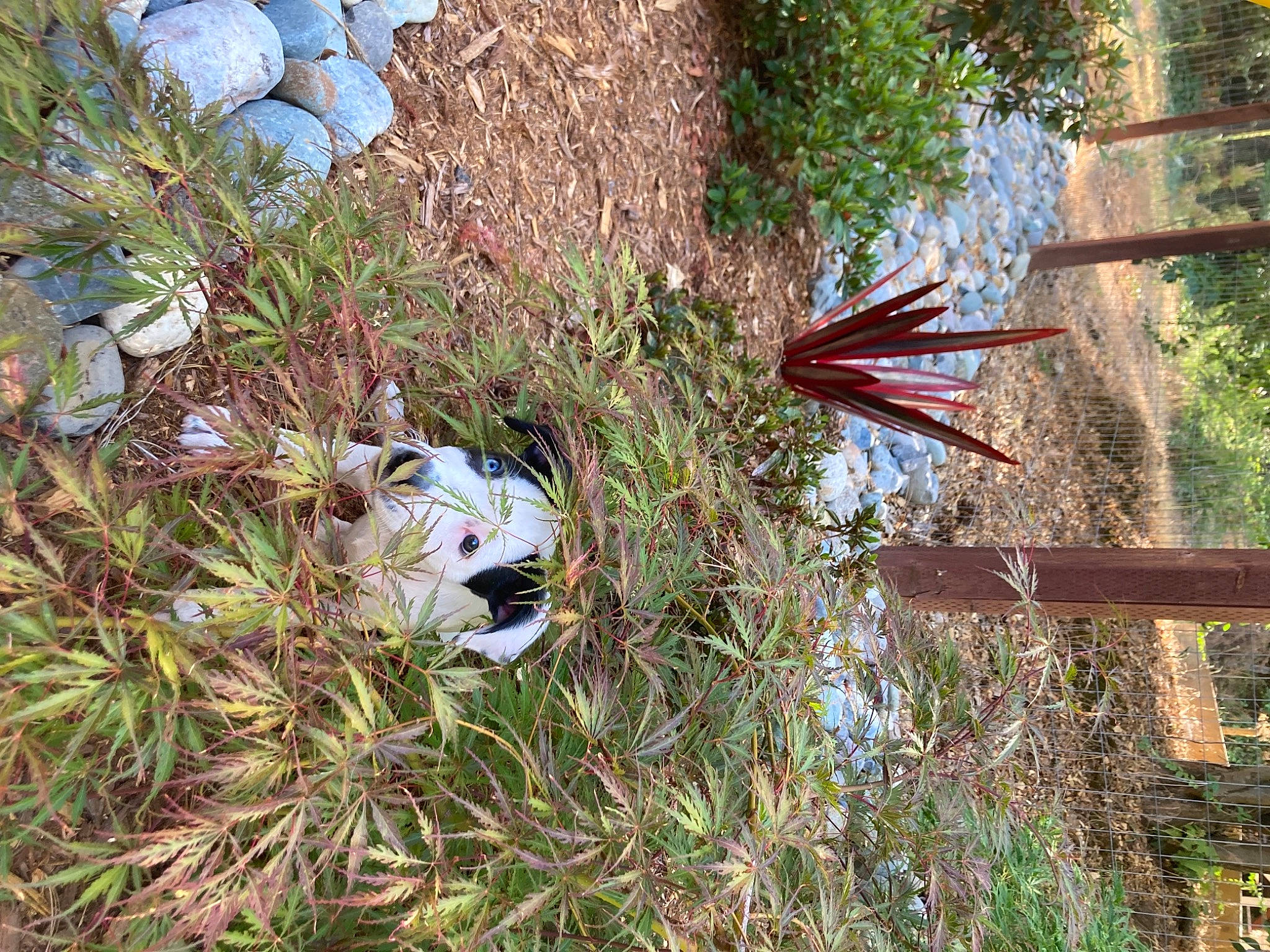 Alli is registered to the contest to win money with this photo: conifer, evergreen, flower, flowering_plant, grass, grass_family, groundcover, herb, herbaceous_plant, landscape, plant, plant_community, pole, shrub, soil, tree, twig, vegetation, wildflower, wood