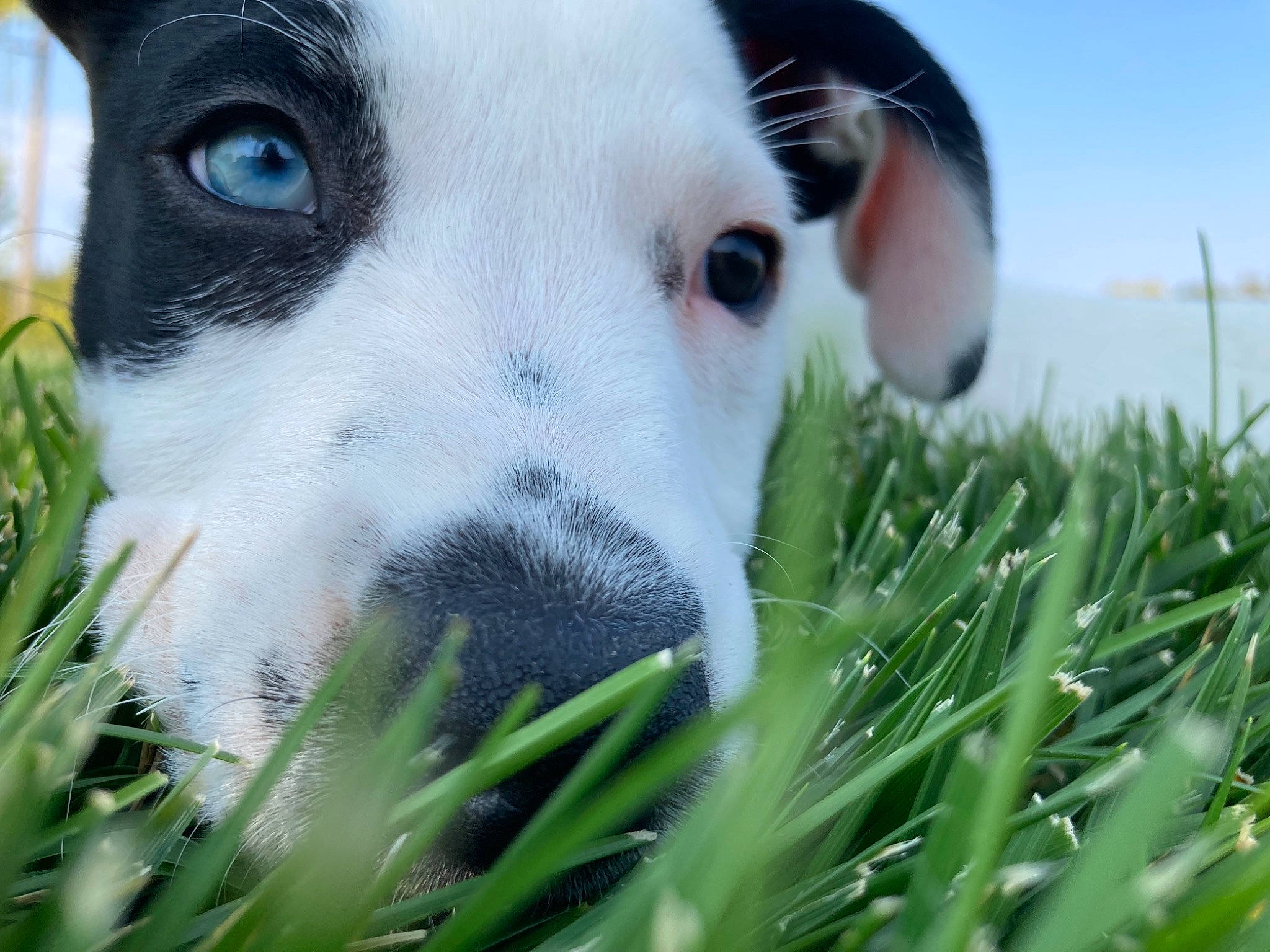 Alli joined the competition — help win amazing prizes! carnivore, close_up, companion_dog, dog, dog_breed, fawn, grass, grass_family, grassland, nature, pasture, people_in_nature, plant, sky, snout, summer, terrestrial_animal, whiskers, window, working_animal
