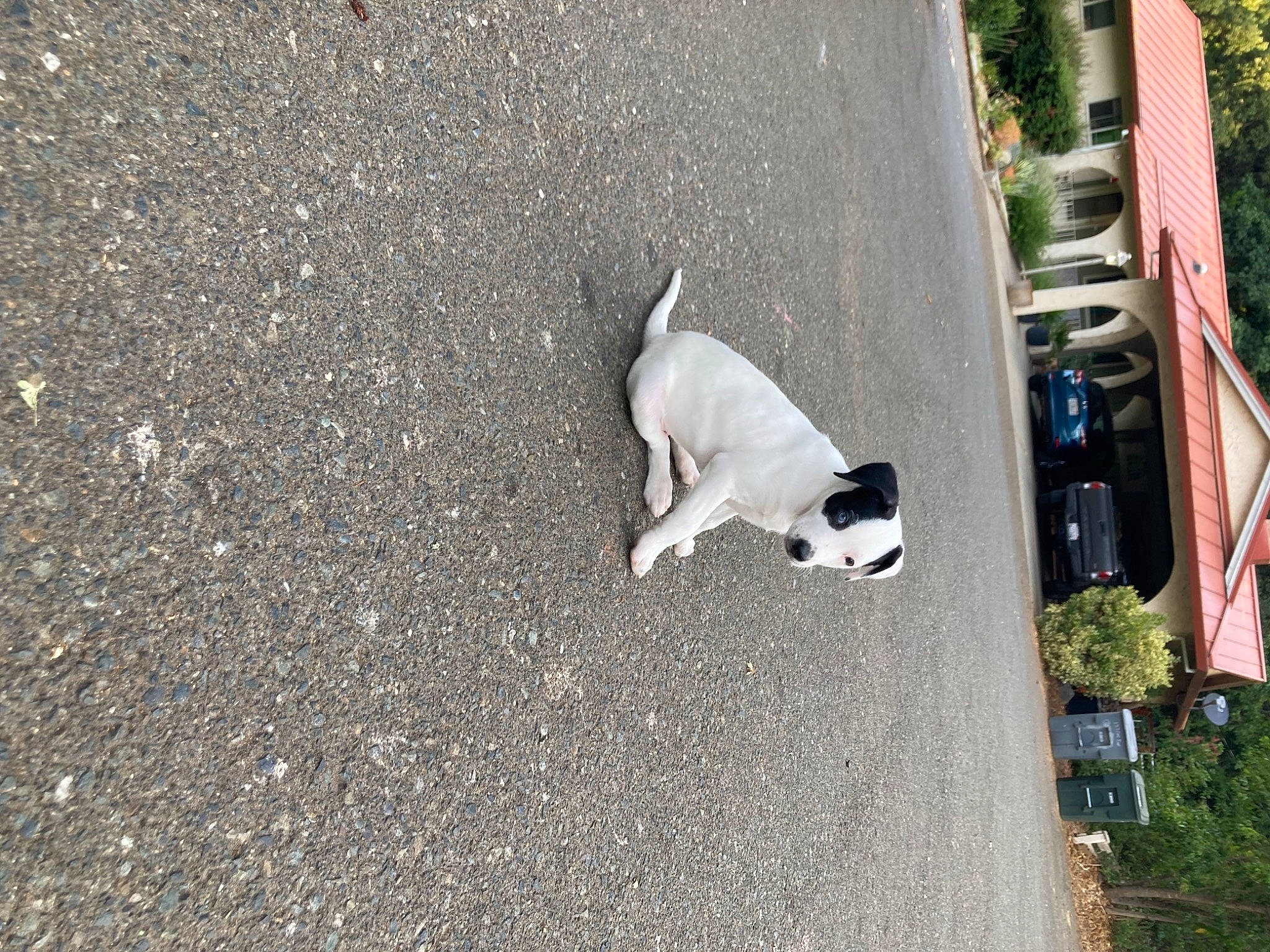 Alli joined the competition — help win amazing prizes! asphalt, building, carnivore, collar, companion_dog, dog, dog_breed, fawn, felidae, flowerpot, grass, plant, road, road_surface, shadow, sidewalk, small_to_medium_sized_cats, sporting_group, tail, tree