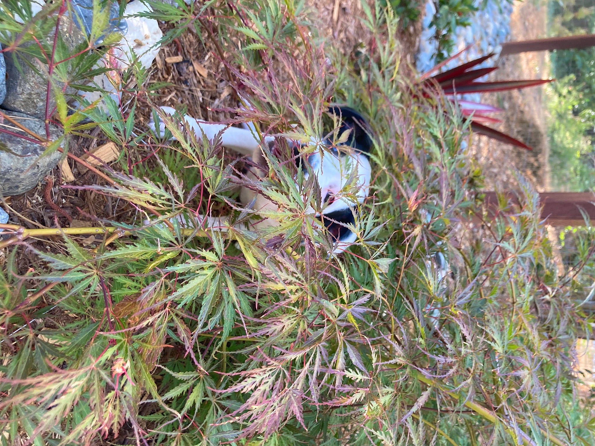 Alli joined the competition — help win amazing prizes! beak, conifer, evergreen, feather, flower, flowering_plant, grass, groundcover, herb, natural_material, perching_bird, pine_family, plant, shrub, subshrub, terrestrial_plant, tree, twig, vascular_plant, wildflower