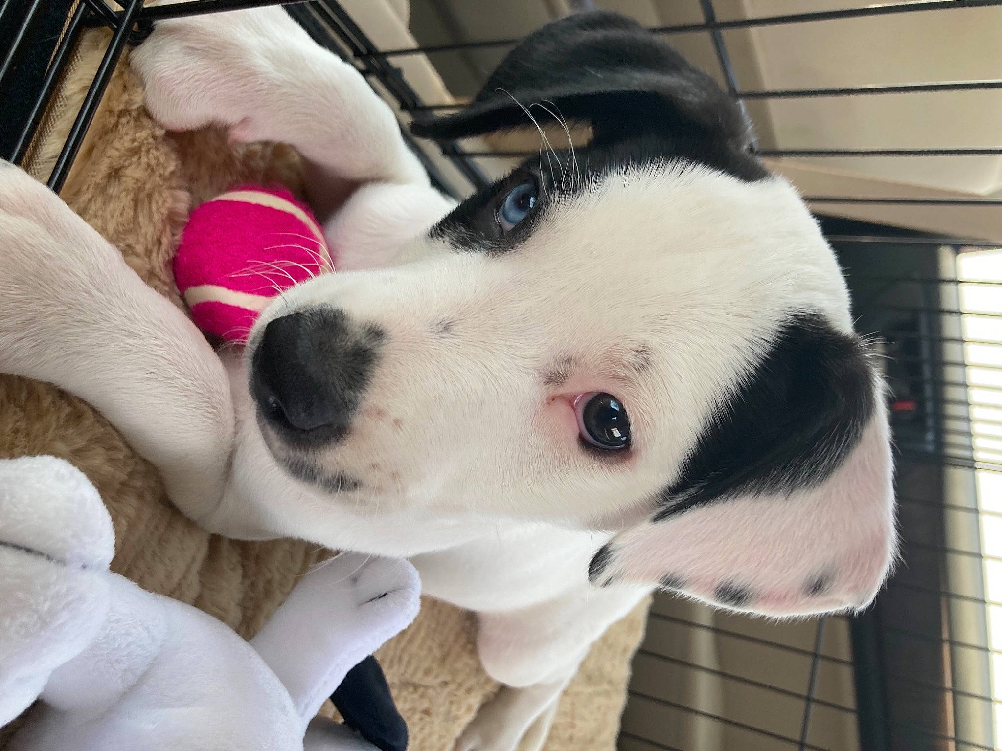 Alli joined the competition — help win amazing prizes! canidae, carnivore, collar, comfort, companion_dog, dog, dog_breed, dog_collar, dog_supply, ear, fawn, fur, pet_supply, selfie, snout, sporting_group, tie, whiskers, window, working_animal