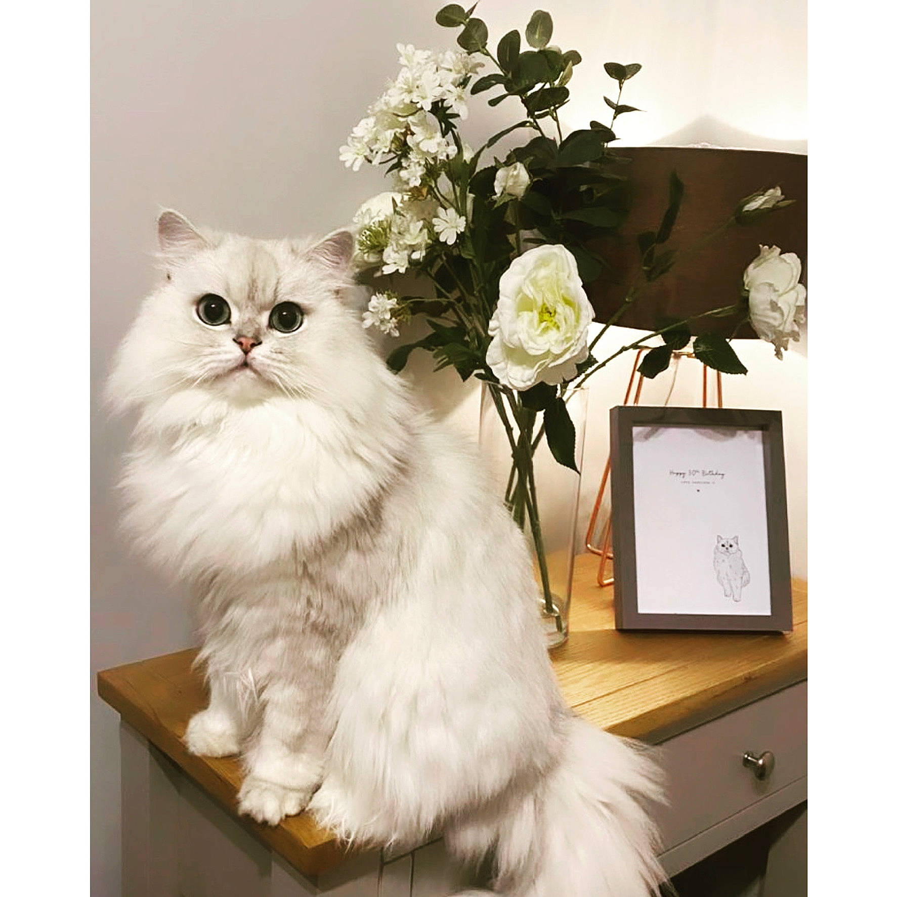 Harrison is registered to the contest to win money with this photo: american_curl, asian_semi_longhair, british_longhair, british_semi_longhair, burmilla, carnivore, cat, domestic_long_haired_cat, felidae, flower, himalayan, mammal, napoleon_cat, norwegian_forest_cat, persian, plant, ragamuffin, ragdoll, small_to_medium_sized_cats, whiskers
