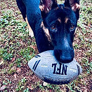 Kyla joined the competition — help win amazing prizes! animal, ball, canine, dog, face, germanshepherd, grass, head, outdoors, person, pet, photography, plant, portrait, puppy, rugby, rugbyball, sport, tennis, tennisball