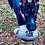 animal, ball, canine, dog, face, germanshepherd, grass, head, outdoors, person, pet, photography, plant, portrait, puppy, rugby, rugbyball, sport, tennis, tennisball