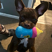 Bentley is registered to the contest to win money with this photo: dog, puppy, brown_coat, toy, plush_toy, indoor, carpet, ears, eyes, nose, mouth, white_chest_marking, closeup, portrait, chewing, play, floor, sneaker, doorway, home_interior