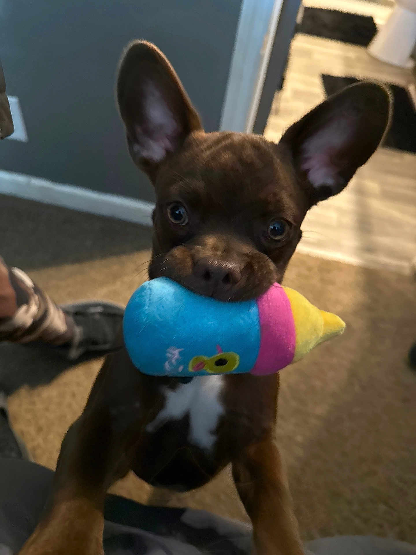 Bentley is registered to the contest to win money with this photo: dog, puppy, brown_coat, toy, plush_toy, indoor, carpet, ears, eyes, nose, mouth, white_chest_marking, closeup, portrait, chewing, play, floor, sneaker, doorway, home_interior