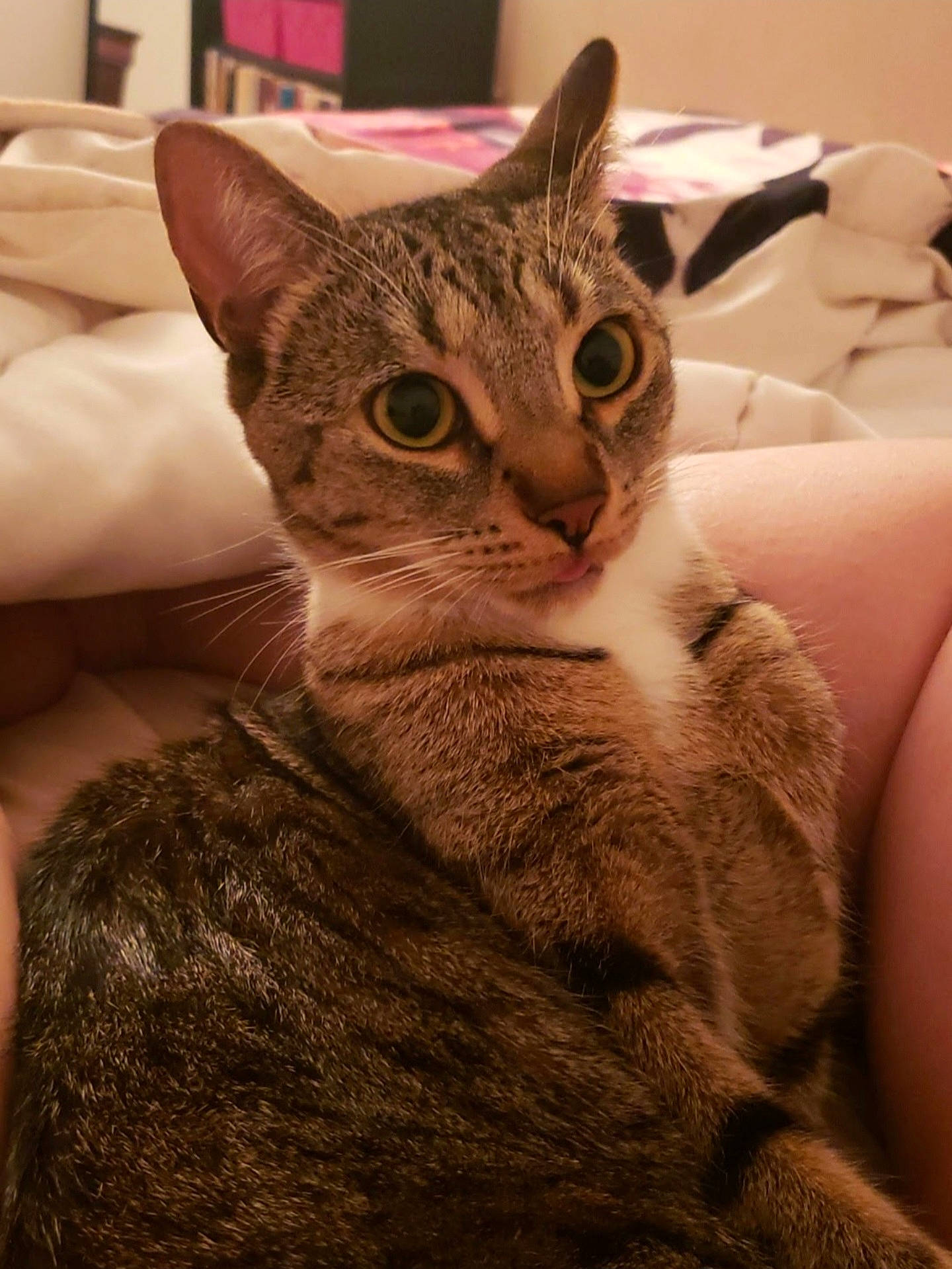 Haru is registered to the contest to win money with this photo: carnivore, cat, comfort, domestic_short_haired_cat, ear, eye, felidae, fur, sitting, small_to_medium_sized_cats, snout, terrestrial_animal, whiskers