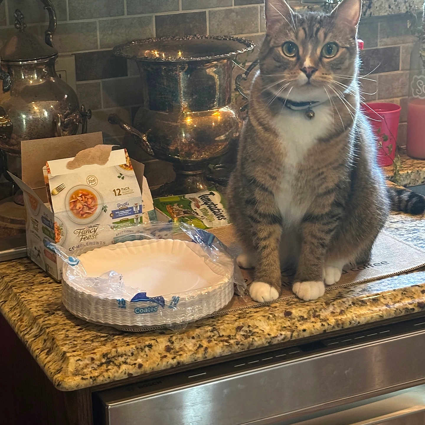 Maverick joined the competition — help win amazing prizes! cat, countertop, curious, decor, domestic_animal, feline, food_packaging, granite_countertop, houseplant, indoor, kitchen, kitchenware, metalware, paper_plates, pet, plant, potted_plant, sitting, tabby_cat, tile_backsplash