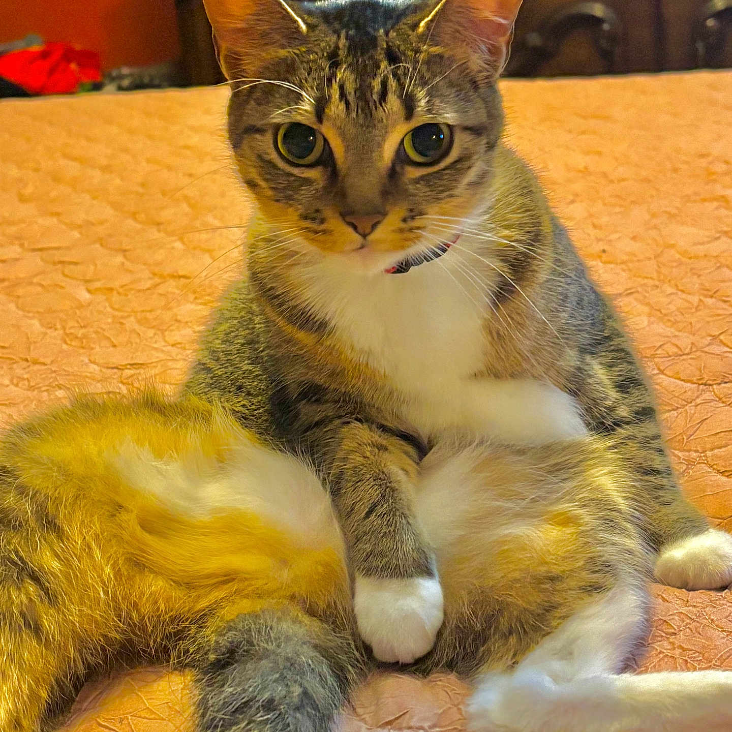 Romy Girl is registered to the contest to win money with this photo: animal, bed, cat, closeup, cozy, curious, domestic, dormant, fur, furniture, indoor, mammal, orange, paw, pet, portrait, relaxed, resting, tabby, whiskers