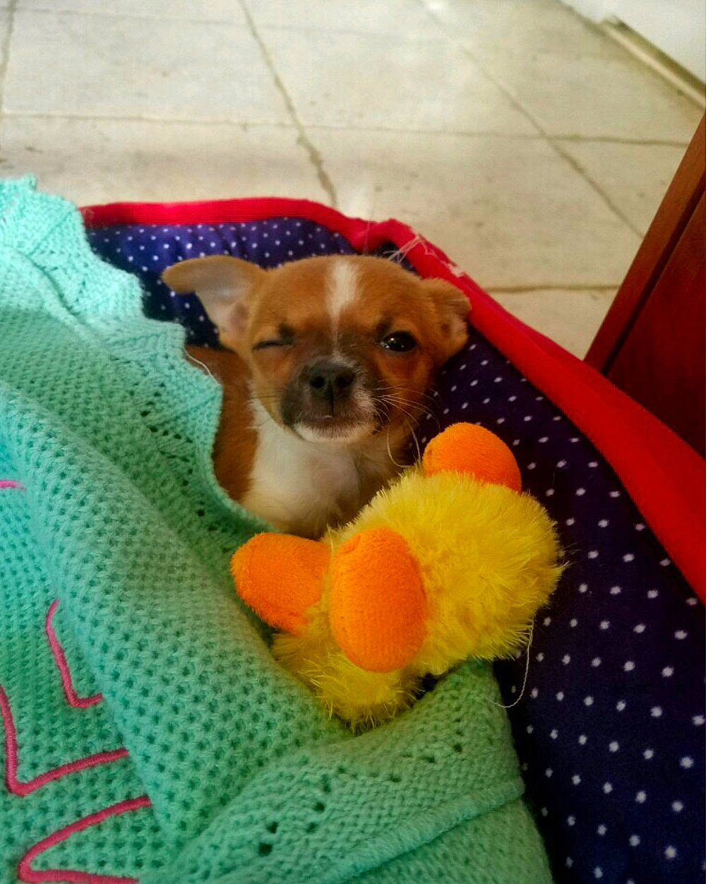 Benito is registered to the contest to win money with this photo: canidae, carnivore, comfort, companion_dog, dog, dog_breed, dog_clothes, dog_supply, fawn, flooring, fur, linens, paw, pet_supply, rectangle, snout, sporting_group, stuffed_toy, toy, toy_dog