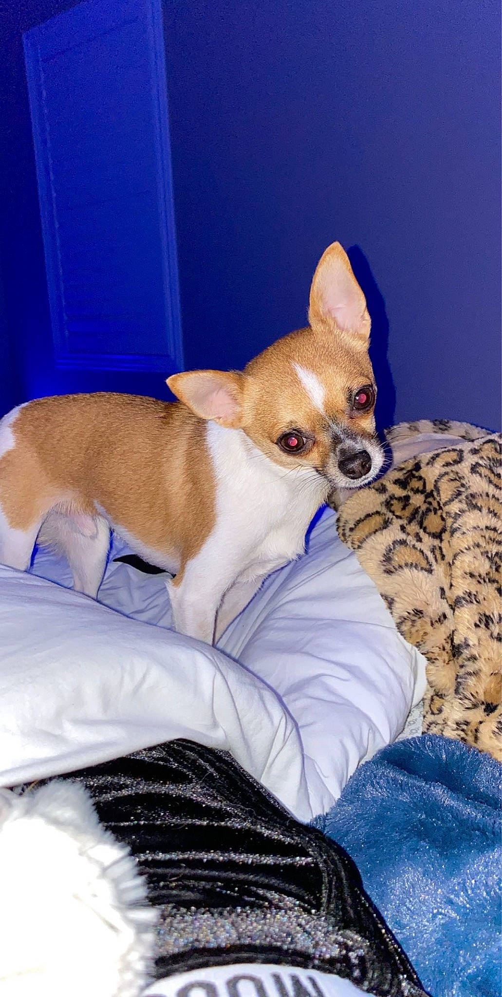 Benito is registered to the contest to win money with this photo: bed, canidae, carnivore, chihuahua, comfort, companion_dog, dog, dog_breed, dog_supply, fawn, felidae, fur, linens, paw, snout, sporting_group, tail, terrestrial_animal, toy_dog, whiskers