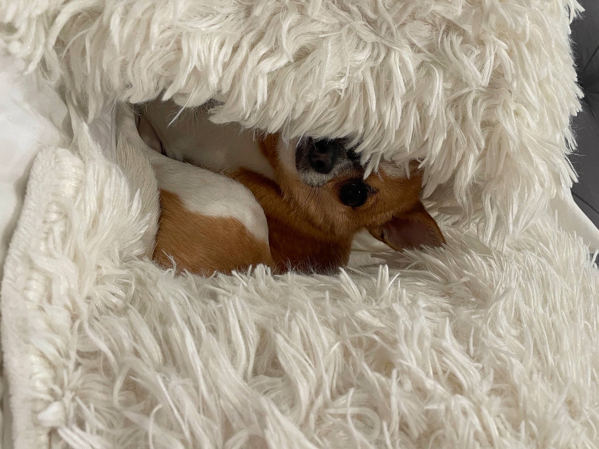 Benito is registered to the contest to win money with this photo: beak, bird, canidae, close_up, cockatoo, companion_dog, feather, fur, linens, natural_material, parrot, plush, snout, stuffed_toy, teddy_bear, toy, water_bird, wing