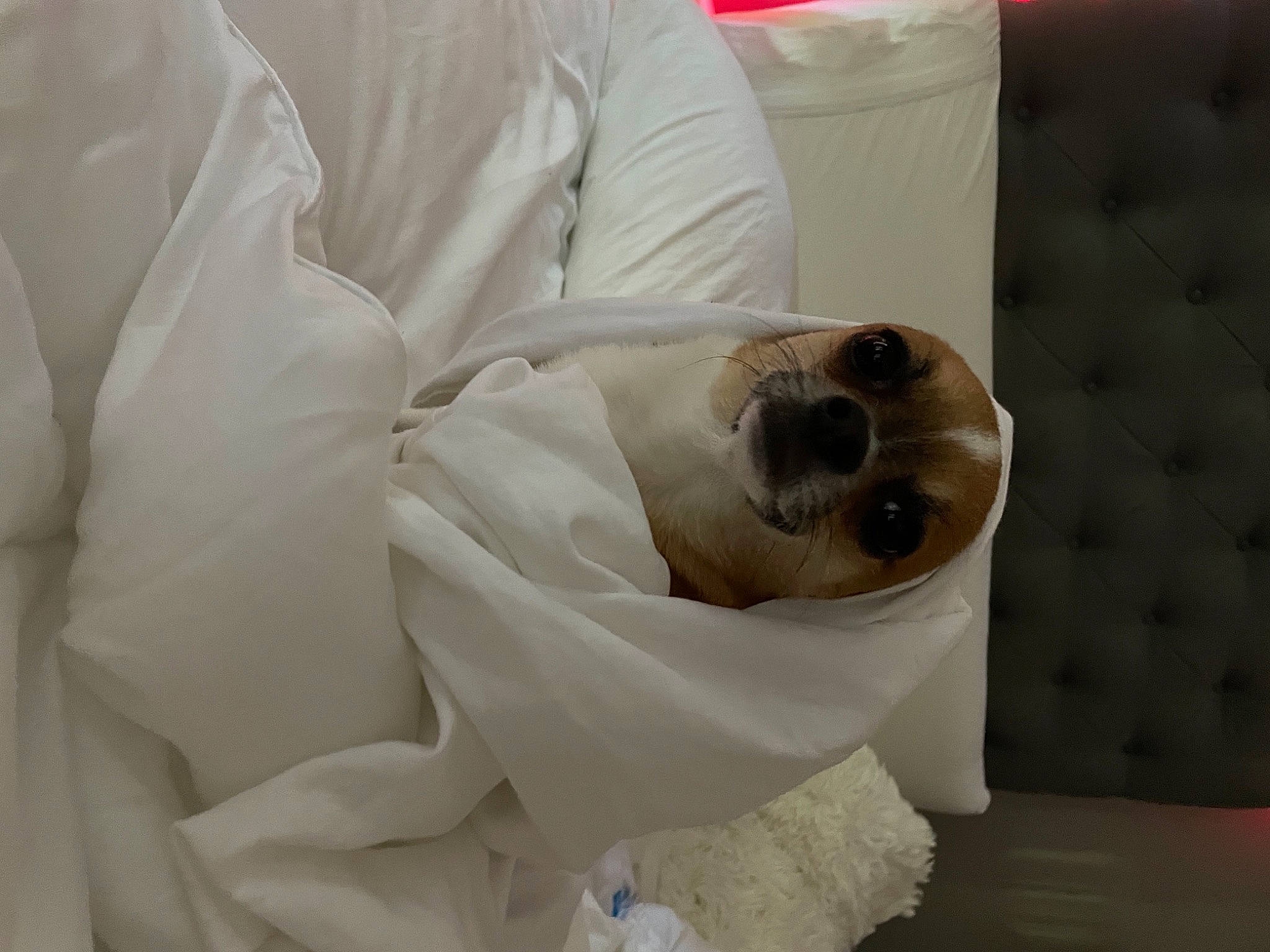 Benito is registered to the contest to win money with this photo: bedding, canidae, carnivore, comfort, companion_dog, dog, dog_breed, fawn, felidae, fur, linens, non_sporting_group, petal, rose, snout, sporting_group, toy_dog, whiskers, wood, working_animal