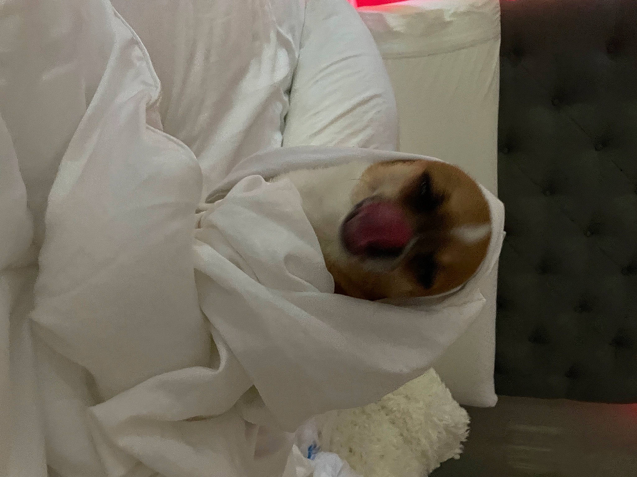 Benito joined the competition — help win amazing prizes! box, canidae, carnivore, comfort, companion_dog, dog, dog_breed, fawn, felidae, linens, nap, non_sporting_group, paw, puppy, small_to_medium_sized_cats, sporting_group, toy_dog, whiskers, working_animal