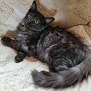 Polux participe au concours pour gagner de l'argent avec cette photo : animal, blanket, cat, cozy, cute, domestic_animal, ears, eyes, feline, fluffy, fur, gray_cat, indoor, lounging, pet, relaxed, soft_lighting, tail, textured_fabric, whiskers