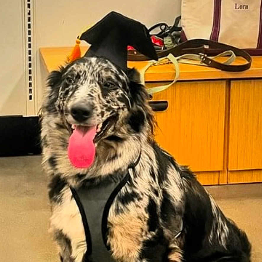 Daisy is registered to the contest to win money with this photo: accessories, animal, bag, ball, canine, clothing, cockerspaniel, dog, football, footwear, handbag, hound, pet, puppy, sandal, shoe, soccer, soccerball, sport, strap