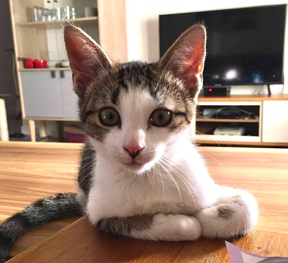 Nolly a rejoint le concours — aidez-le/la à gagner de superbes lots ! cable_television, carnivore, cat, claw, comfort, domestic_short_haired_cat, felidae, flooring, foot, fur, hardwood, led_backlit_lcd_display, paw, picture_frame, small_to_medium_sized_cats, snout, tail, television, whiskers, wood