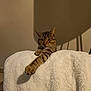 cat, tabby, paw, blanket, furniture, indoor, shadow, relaxed, striped, fur, animal, pet, cozy, resting, whiskers, ears, claws, comfort, home, cute