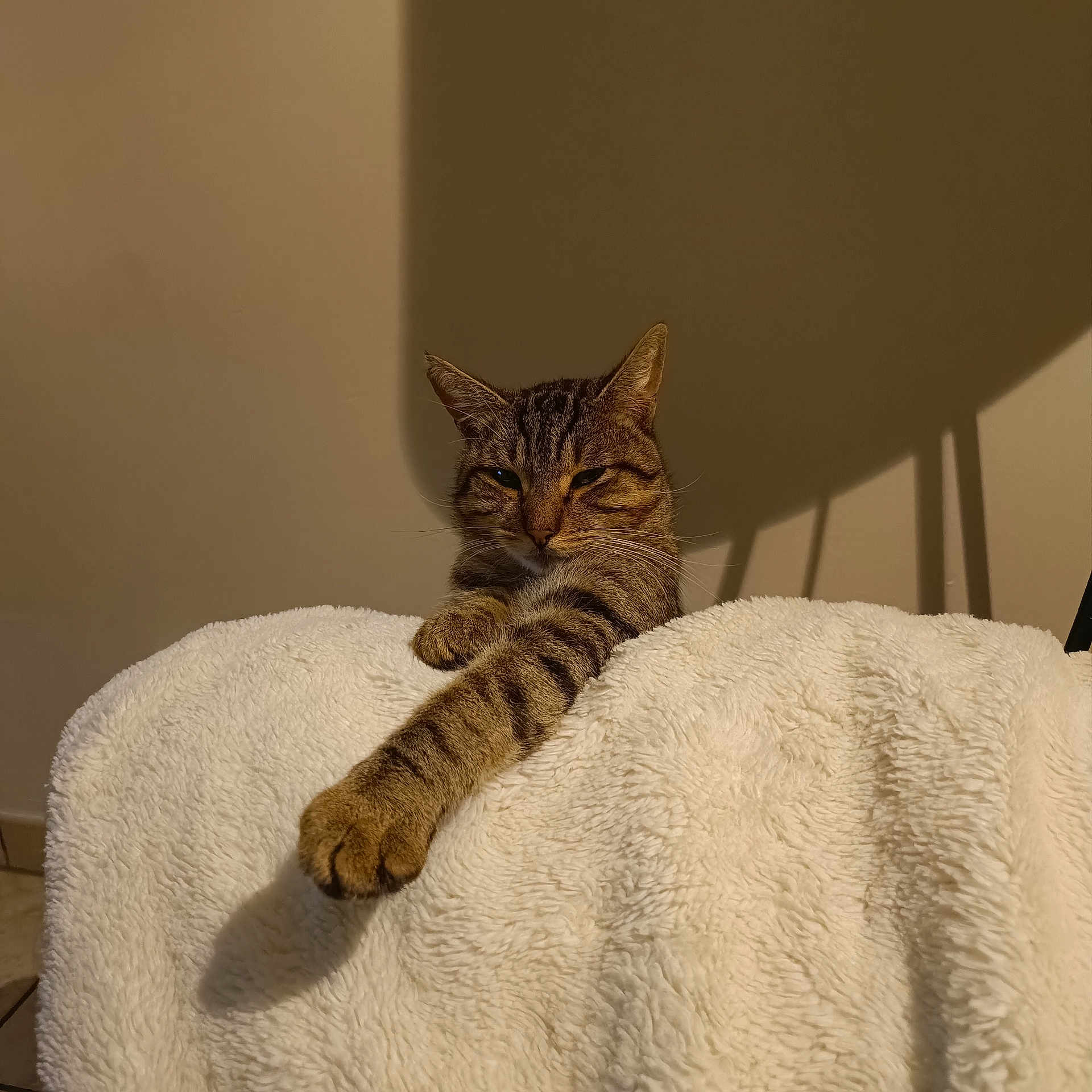 Moustique participe au concours pour gagner de l'argent avec cette photo : cat, tabby, paw, blanket, furniture, indoor, shadow, relaxed, striped, fur, animal, pet, cozy, resting, whiskers, ears, claws, comfort, home, cute