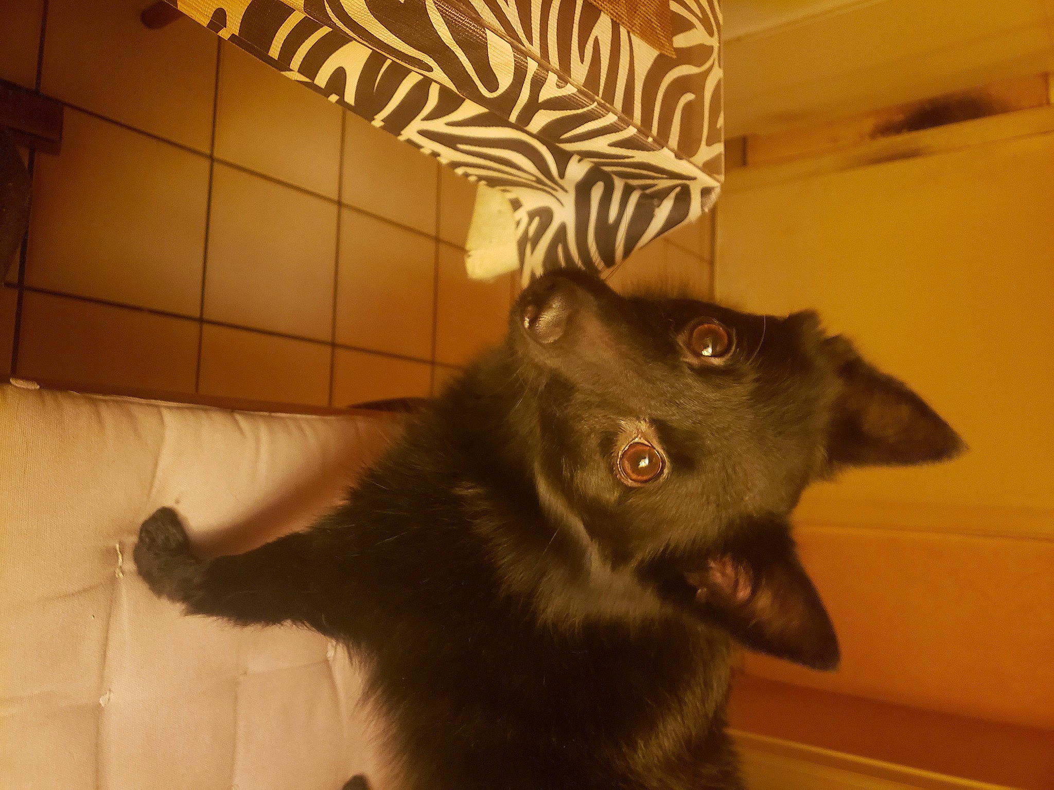 Pepita participe au concours pour gagner de l'argent avec cette photo : borador, canidae, carnivore, comfort, companion_dog, dog, dog_breed, ear, felidae, flooring, fur, jaw, liver, pet_supply, room, small_to_medium_sized_cats, snout, sporting_group, whiskers, working_animal