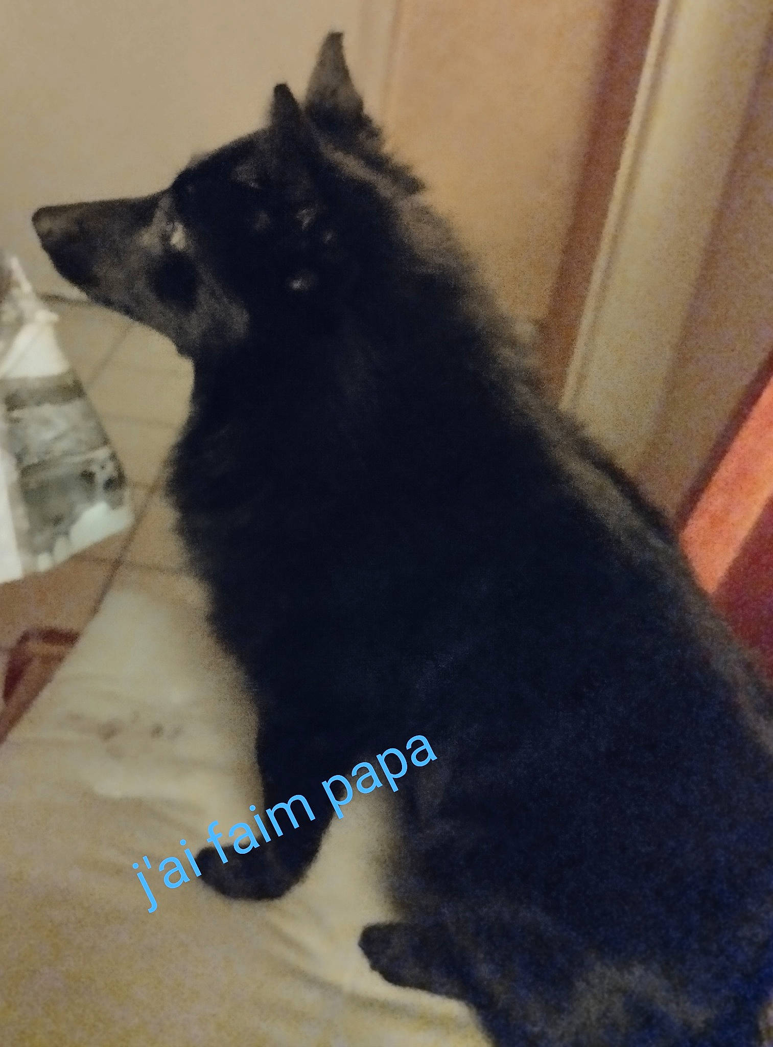 Pepita a rejoint le concours — aidez-le/la à gagner de superbes lots ! black_cat, canidae, carnivore, companion_dog, dog, dog_breed, door, electric_blue, felidae, flooring, fur, non_sporting_group, small_to_medium_sized_cats, snout, sporting_group, tail, terrestrial_animal, whiskers, working_animal