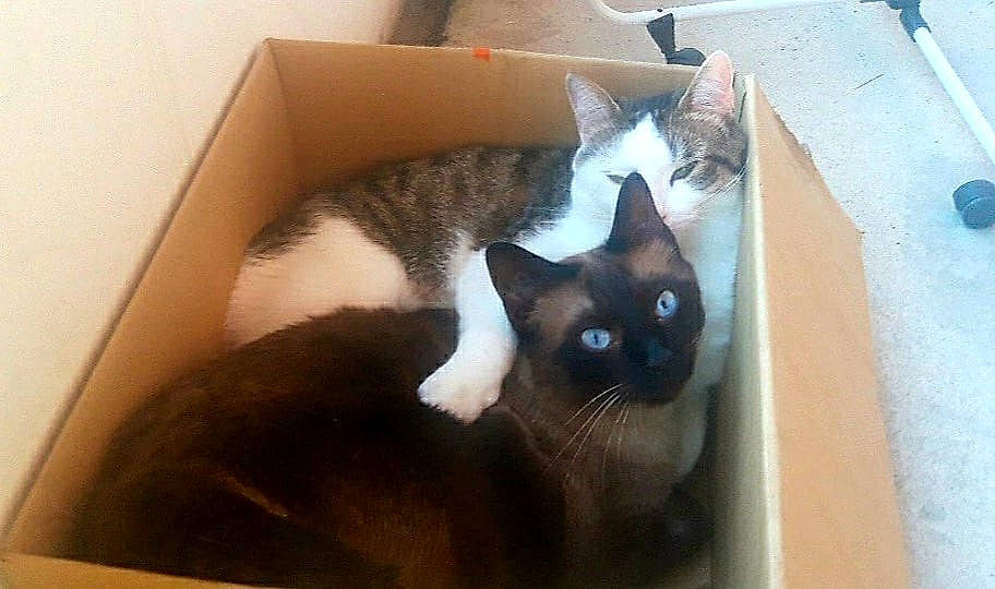 Mani a rejoint le concours — aidez-le/la à gagner de superbes lots ! asian, balinese, black_cat, box, burmese, carnivore, cat, domestic_short_haired_cat, eye, felidae, mammal, ojos_azules, siamese, small_to_medium_sized_cats, snout, snowshoe, thai, tonkinese, vertebrate, whiskers