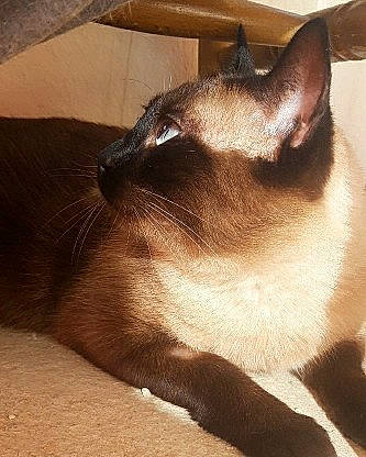 Mani a rejoint le concours — aidez-le/la à gagner de superbes lots ! asian, balinese, birman, burmese, carnivore, cat, colorpoint_shorthair, felidae, himalayan, javanese, mammal, oriental_longhair, siamese, small_to_medium_sized_cats, snout, snowshoe, thai, tonkinese, vertebrate, whiskers