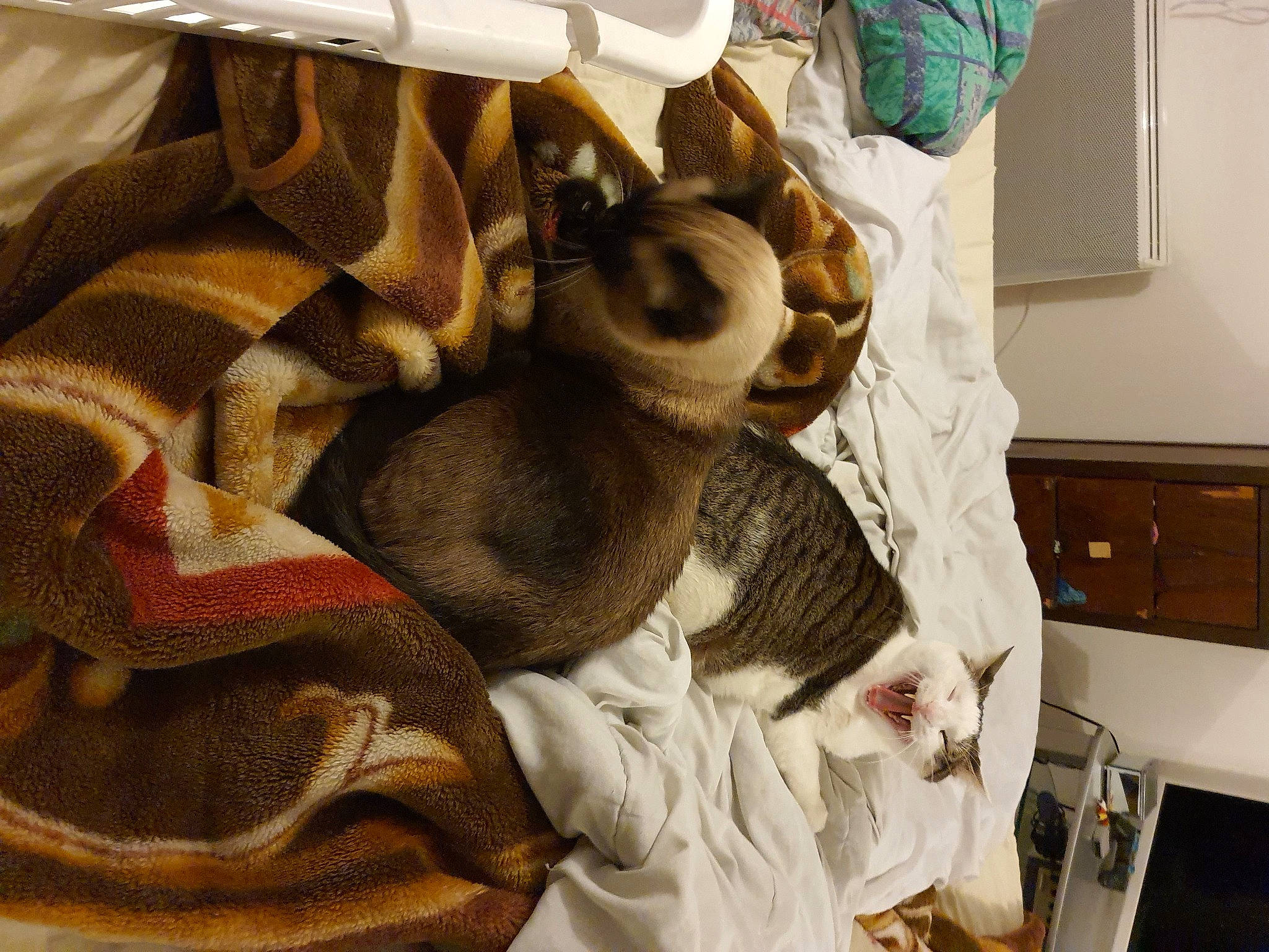 Mani participe au concours pour gagner de l'argent avec cette photo : baby, carnivore, cat, child, fawn, felidae, fur, kitten, room, small_to_medium_sized_cats