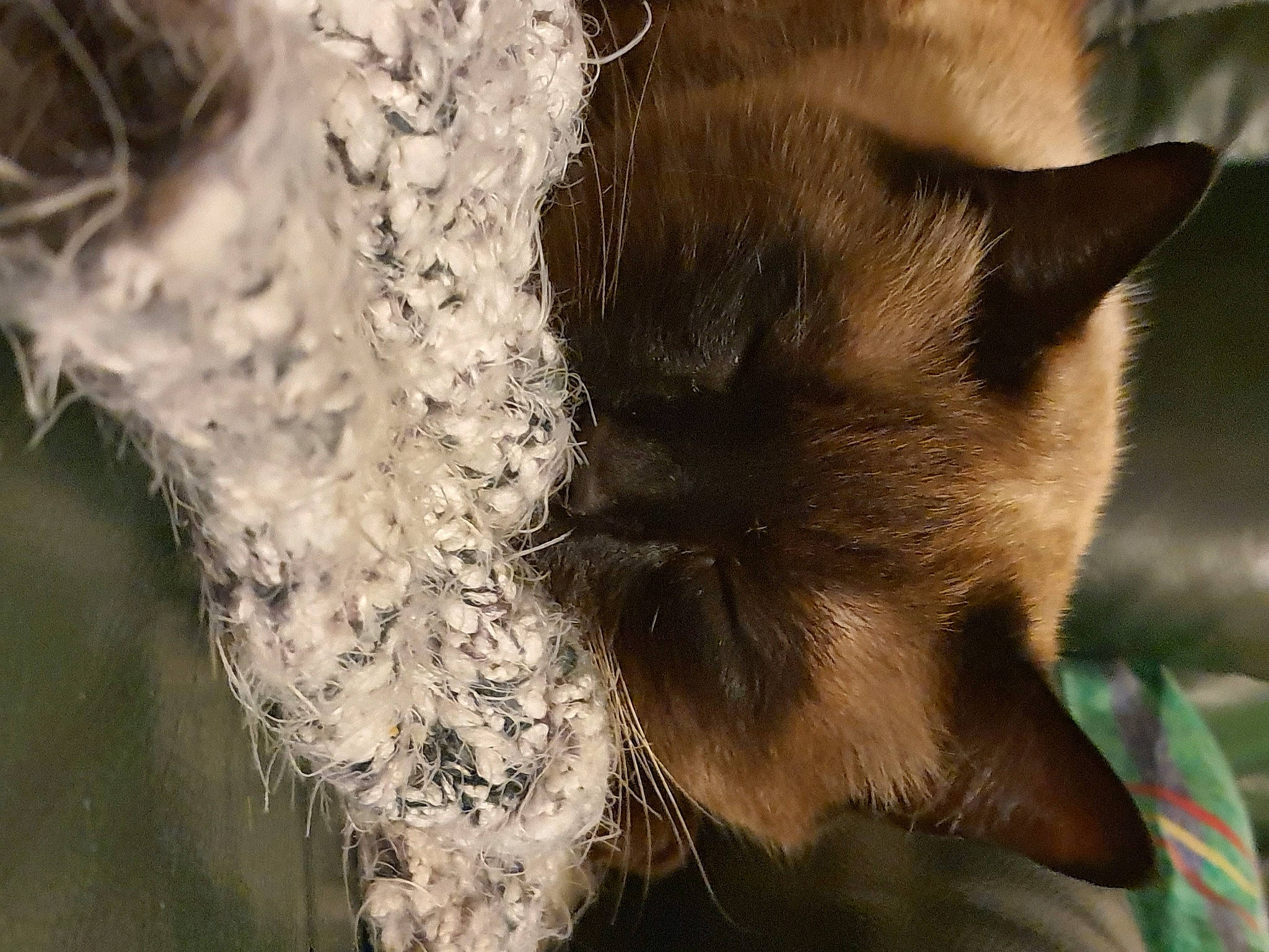 Mani participe au concours pour gagner de l'argent avec cette photo : balinese, burmese, carnivore, cat, ear, fawn, felidae, fur, himalayan, siamese, small_to_medium_sized_cats, snout, thai, tonkinese, whiskers