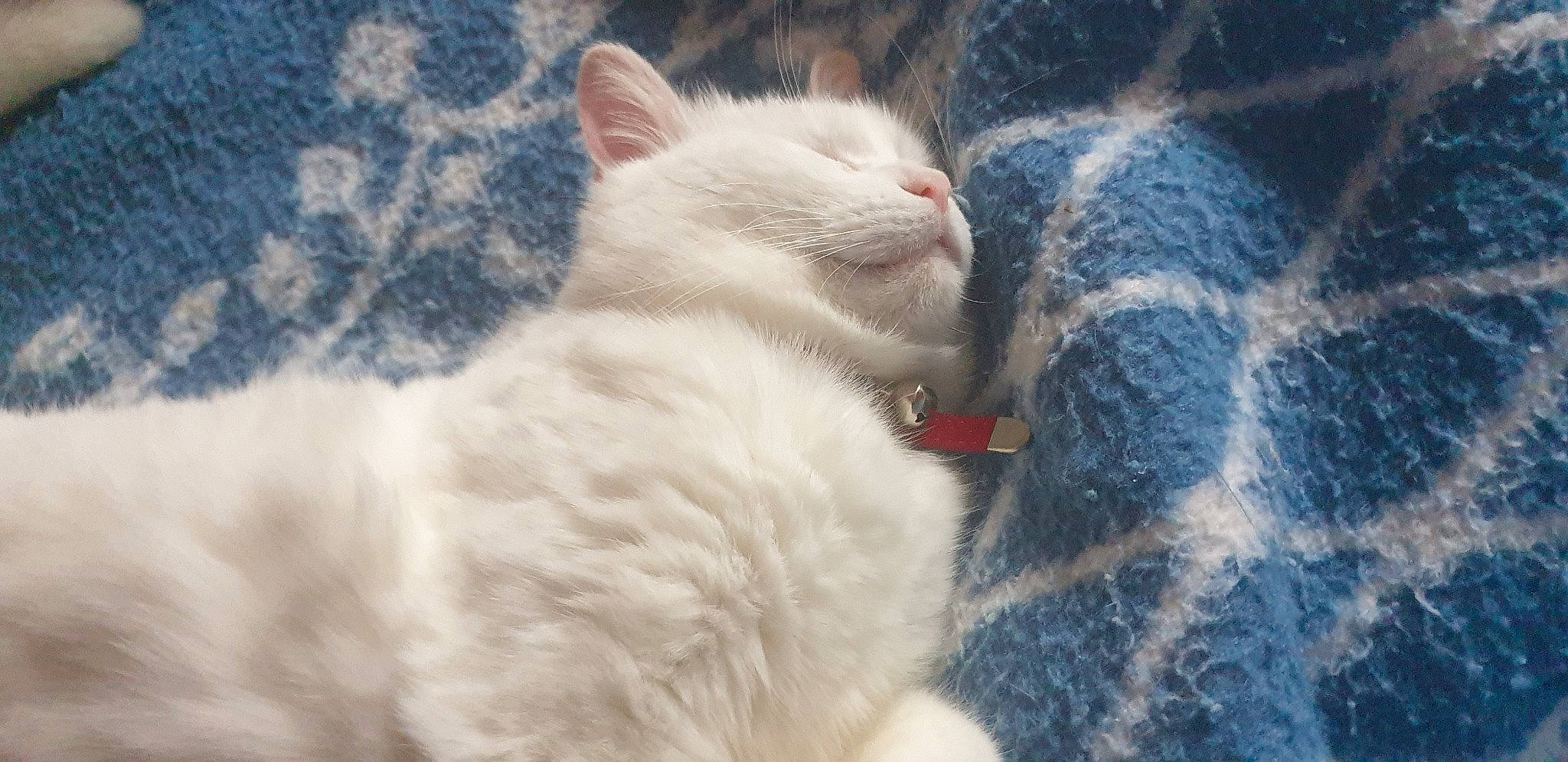 Houpette a rejoint le concours — aidez-le/la à gagner de superbes lots ! carnivore, cat, claw, cloud, comfort, domestic_short_haired_cat, eye, fawn, felidae, fur, meteorological_phenomenon, nap, paw, sky, sleep, small_to_medium_sized_cats, snout, tail, whiskers, wool