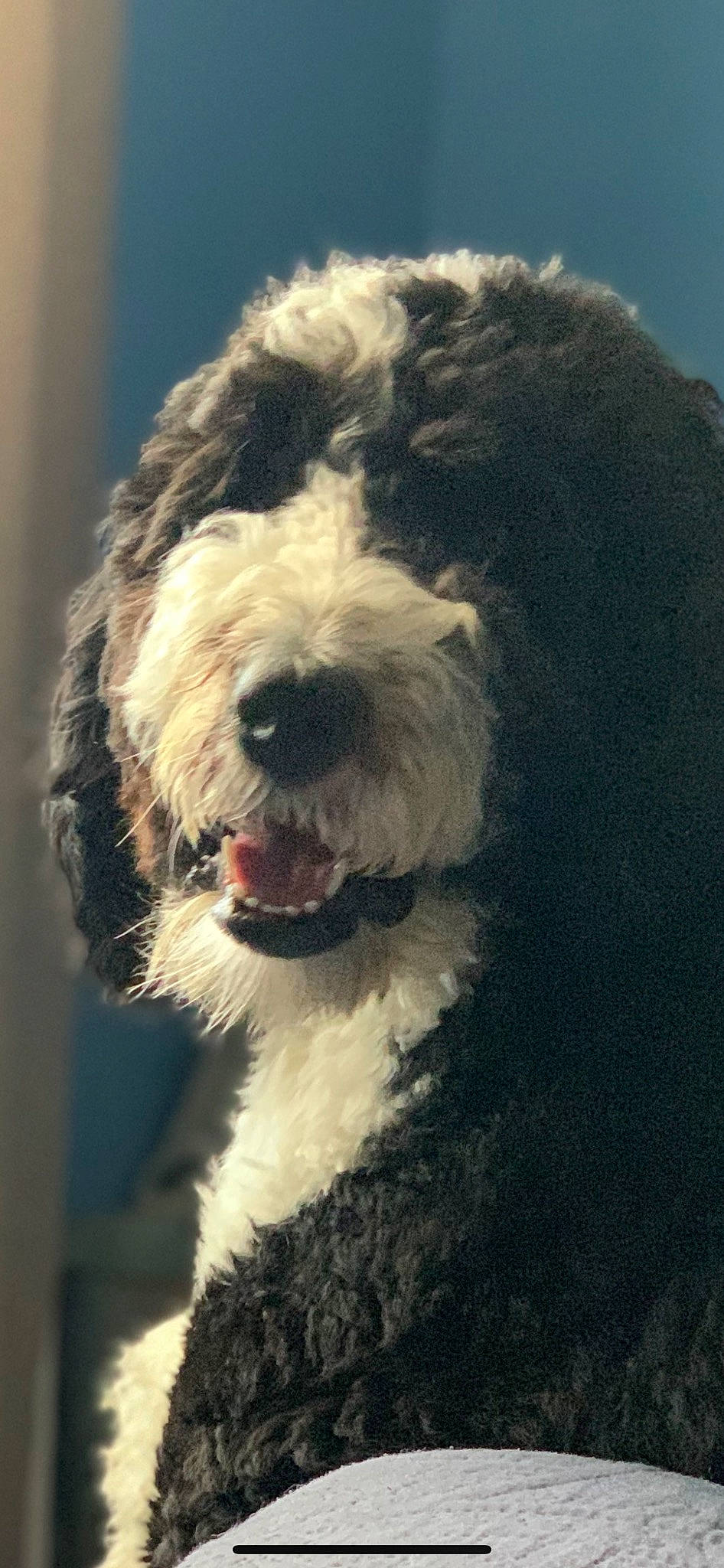 Mickey joined the competition — help win amazing prizes! canidae, carnivore, companion_dog, dog, dog_breed, fur, labradoodle, maltepoo, non_sporting_group, poodle, shout, snout, sporting_group, terrestrial_animal, terrier, toy_dog, water_dog