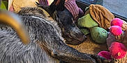 Rocket is registered to the contest to win money with this photo: dog, lying_down, plush_toys, window, carpet, indoor, relaxed, black_and_gray_fur, ears_up, stuffed_turtle, stuffed_octopus, sunlight, pet, animal, resting, home, cozy, toy_collection, daylight, closeup