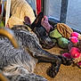 dog, lying_down, plush_toys, window, carpet, indoor, relaxed, black_and_gray_fur, ears_up, stuffed_turtle, stuffed_octopus, sunlight, pet, animal, resting, home, cozy, toy_collection, daylight, closeup