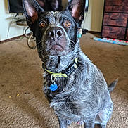 Rocket is registered to the contest to win money with this photo: dog, pet, indoor, carpet, collar, tag, ears, brown_eyes, furniture, television, table, dresser, curious, sitting, canine, domestic_animal, fur, black, gray, home