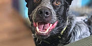 Rocket joined the competition — help win amazing prizes! animal, black_and_gray, blurred_background, canine, closeup, collar, cute, dog, domestic, ears, friendly, furry, happy, indoor, looking_at_camera, pet, portrait, smiling, teeth, tongue